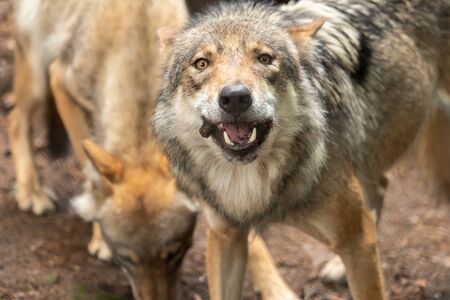 A wolf out in natureの写真素材