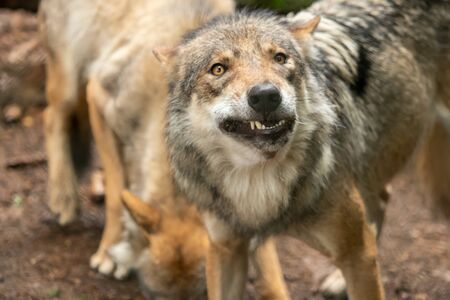 A wolf out in natureの写真素材