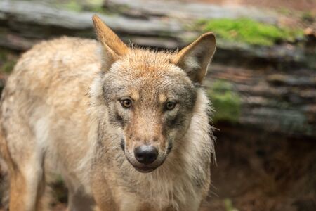 A wolf out in natureの写真素材