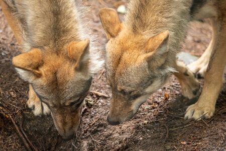 A wolf out in natureの写真素材