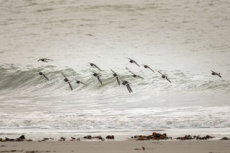 A group of wild birds on the beachの写真素材