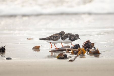 A group of wild birds on the beachの写真素材