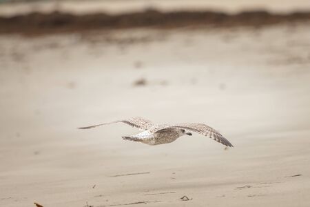 A group of wild birds on the beachの写真素材