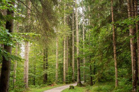 Many big trees in the forest, right in the middle is a pathの写真素材