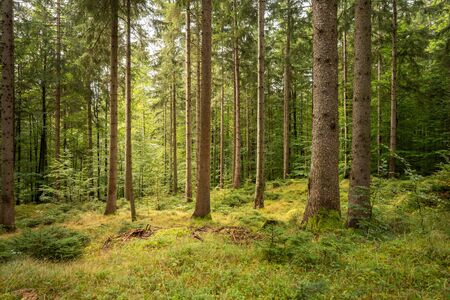 Many big trees in the forest, right in the middle is a pathの写真素材