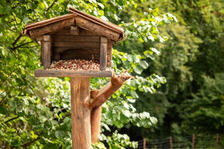 A squirrel hangs from a birdhouseの写真素材