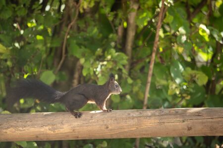 A beautiful squirrel on a wooden beamの写真素材