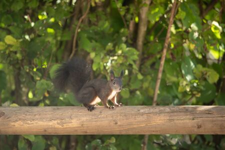 A beautiful squirrel on a wooden beamの写真素材
