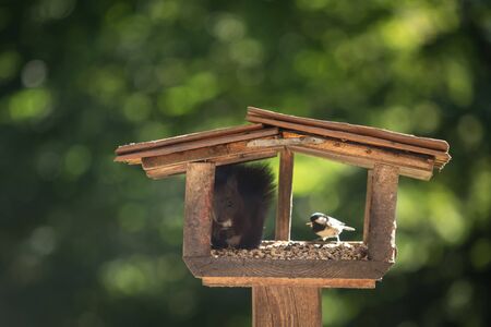 A sweet squirrel sits in a birdhouse and eatsの写真素材