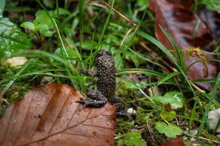 Close-up of a frog sitting in the forestの写真素材