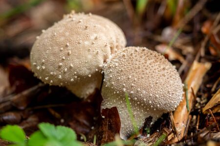 Mushrooms grow wild in the forestの写真素材
