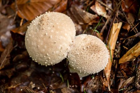 Mushrooms grow wild in the forestの写真素材