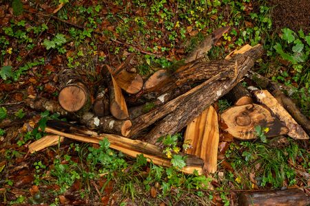Cut-off remains of wood are scattered in the forestの写真素材