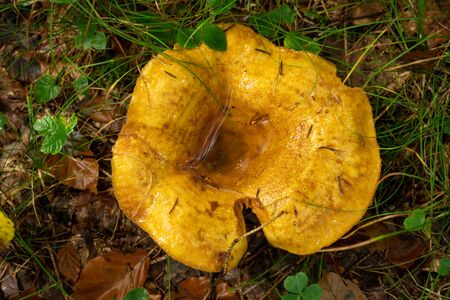 Mushrooms grow wild in the forestの写真素材