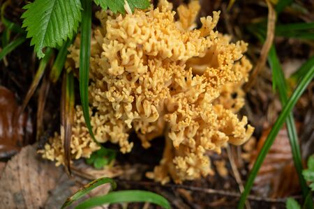 Mushrooms grow wild in the forest