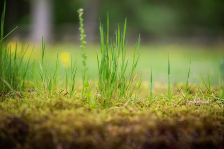Close up of blades of grass, deep perspective, soft backgroundの写真素材