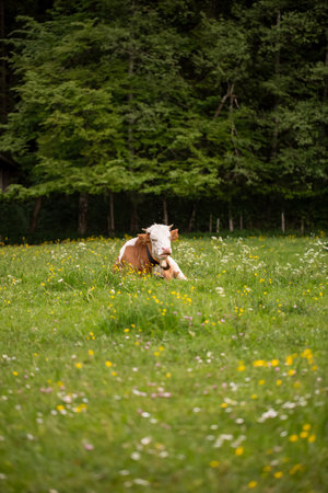 A brown white cow in a green meadowの写真素材