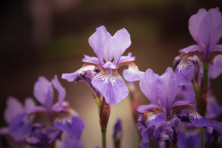 Close up of a beautiful flower in blurredの写真素材