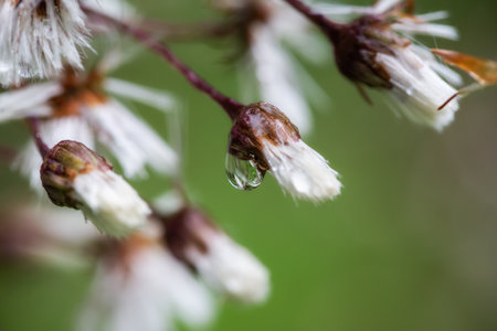 Close up of a flower with drops after the rainの写真素材