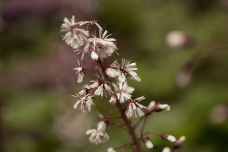 Close up of a flower with drops after the rainの写真素材