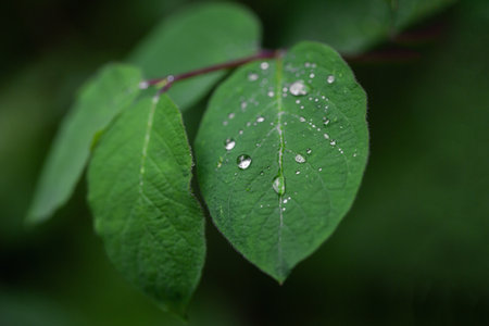 Close up of a leaf with drops after the rainの写真素材