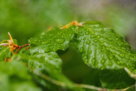 Close up of a leaf with drops after the rainの写真素材