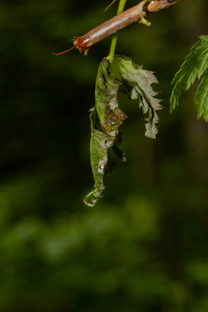 Close up of a leaf with drops after the rainの写真素材