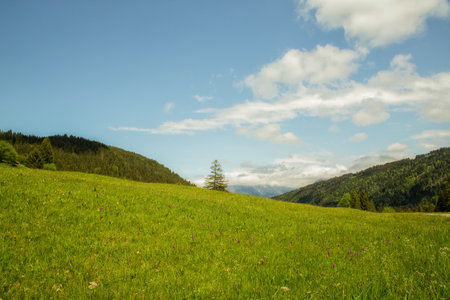 Beautiful green meadow with forest and blue skyの写真素材