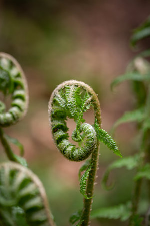 Close up of a plant in blurred