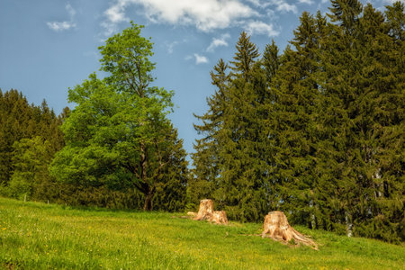 Beautiful green meadow with forest and blue skyの写真素材