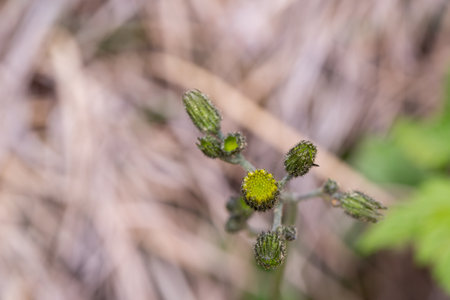 Close up of a plant in blurredの写真素材