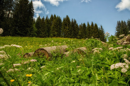 Beautiful green meadow with forest and blue skyの写真素材
