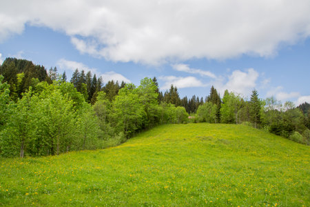 Beautiful green meadow with forest and blue skyの写真素材