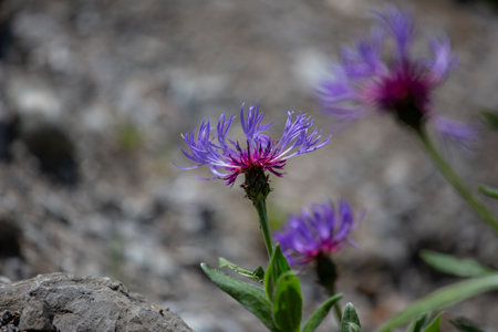 Close up of a plant in blurredの写真素材