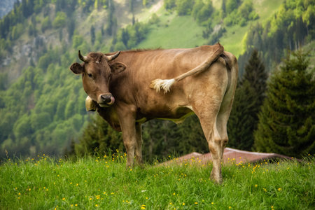 Brown cows graze in a meadowの写真素材