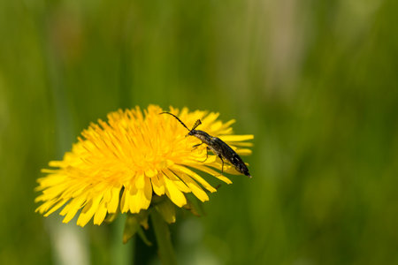 Close up of a beetle on a flowerの写真素材