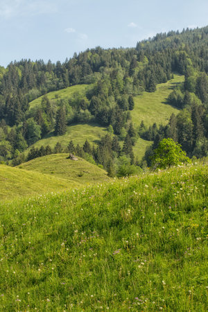 Beautiful green meadow with forest and blue skyの写真素材