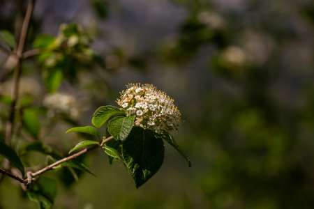 Close up of a flower in blurredの写真素材