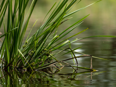 Grasses and plants in the riverの写真素材
