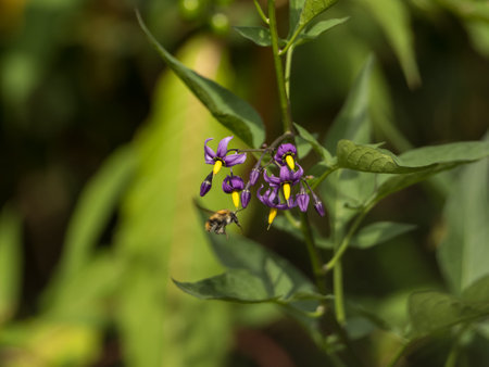 A bee pollinates a plantの写真素材