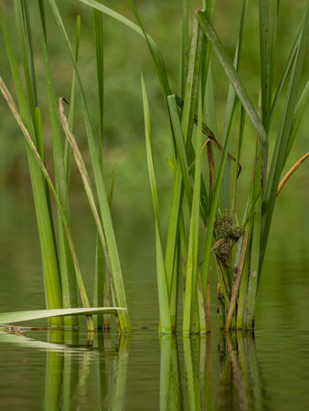 Grasses and plants in the riverの写真素材