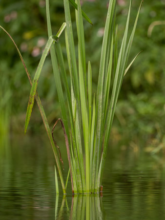 Grasses and plants in the riverの写真素材