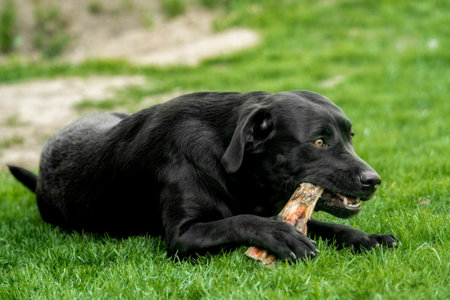 A black labrador retriever lies in the grass and chews a boneの写真素材