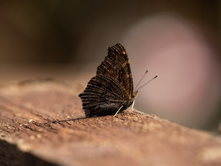 A close up of a butterfly in natureの写真素材