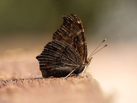 A close up of a butterfly in natureの写真素材