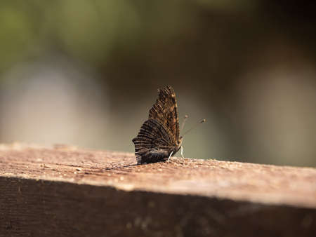 A close up of a butterfly in natureの写真素材