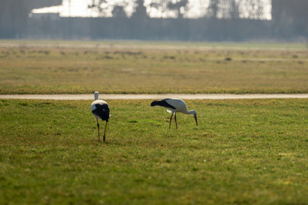 Two storks run across the green meadowの写真素材