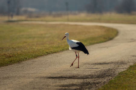 A stork runs across the streetの写真素材