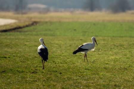 Two storks run across the green meadowの写真素材