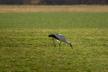 One stork run across the green meadowの写真素材